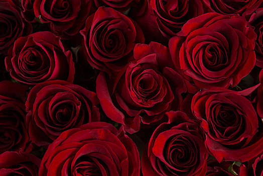 全画幅,红玫瑰,花