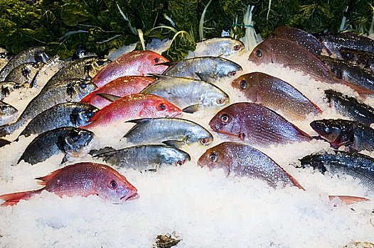 种类,鲜鱼,冰