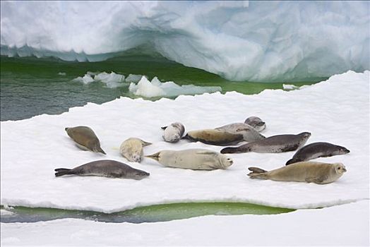 食蝦海豹,食蟹海豹,群,休息,浮冰,南极