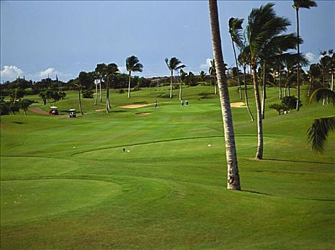 夏威夷,瓦胡岛,高尔夫球杆,绿色,打高尔夫,远景,棕榈树