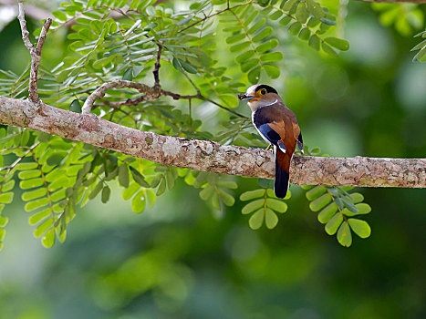 栖息,树上,蛾子,鸟嘴,国家公园,泰国,亚洲