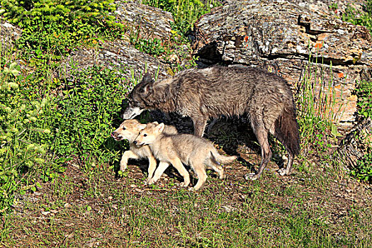 东方,狼,非洲野犬属,成年,女性,两个,幼仔,蒙大拿,美国,北美