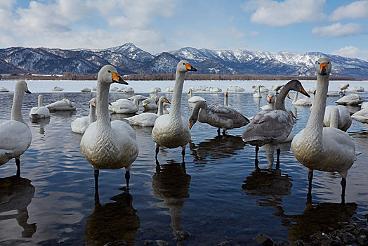 大天鹅,天鹅,屈斜路湖,阿寒国家公园,北海道,日本,亚洲