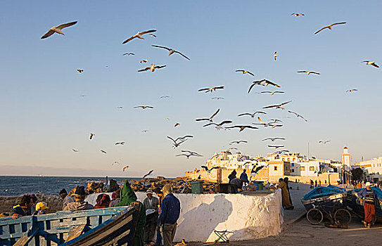 苏维拉,风景,港口,入口,许多,海鸥,摩洛哥,非洲