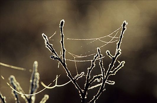 白霜,小,灌木,休息,蜘蛛网,晨光