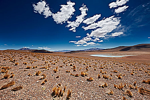 风景,动物,安第斯山,玻利维亚