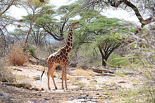 网纹长颈鹿,长颈鹿,干燥,河床,金合欢树,进食,萨布鲁国家公园,肯尼亚,非洲