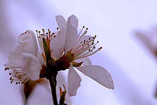 春天迎风盛开的白色杏花