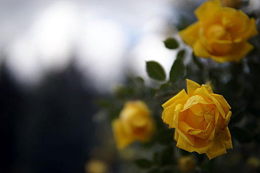 黄玫瑰,花园,灌木,特写