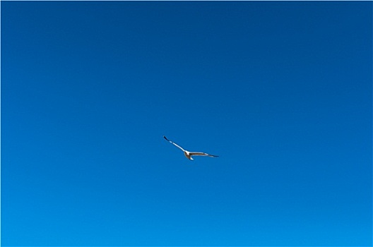 海鸥,蓝天