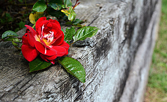 红玫瑰,风化,木头