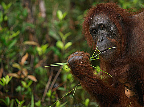 猩猩,黑猩猩,女性,吃,草,婆罗洲,马来西亚