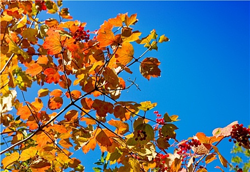 秋天,彩色,叶子,蓝天