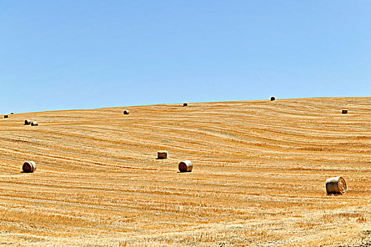 稻草,大捆,收获,地点,南,皮恩扎,托斯卡纳,意大利,欧洲