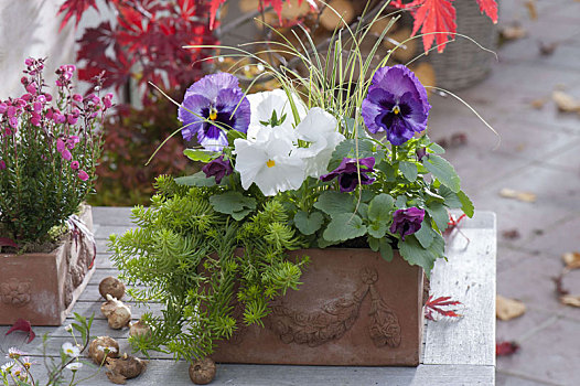 小,赤陶,盒子,三色堇,景天属植物