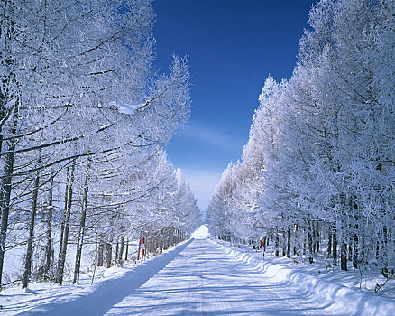 银,树林,道路,雪