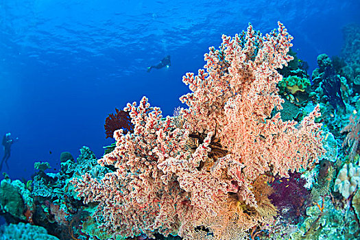 潜水,海洋,保存,质朴,礁石,靠近,瓦卡托比,胜地,南,印度尼西亚,亚洲
