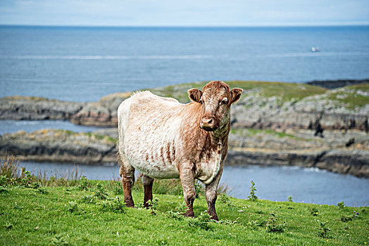 母牛,站立,草场,大西洋,海岸,岛,伊斯雷岛,内赫布里底群岛,苏格兰,英国,欧洲