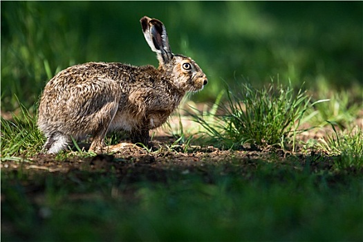 棕兔,欧洲野兔