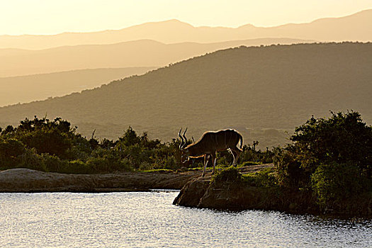 大捻角羚,水坑,晚上,东开普省,南非,非洲