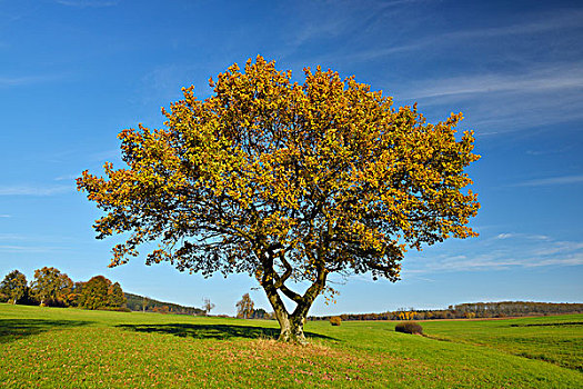 橡树,地点,秋天,地区,黑森州,德国