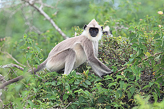 哈奴曼,叶猴,国家公园,斯里兰卡