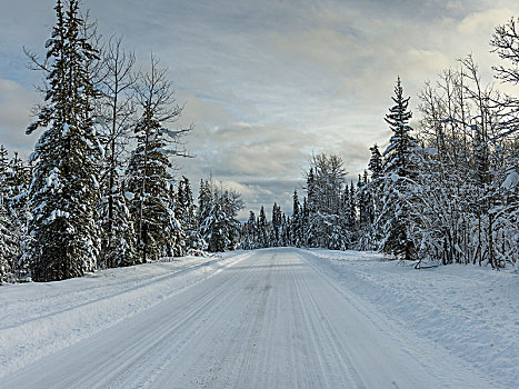 积雪,道路,通过,树林,不列颠哥伦比亚省,公路,加拿大