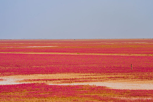 东营红滩湿地