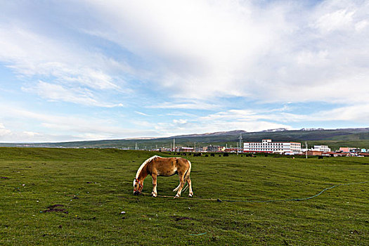 青海湖边的骏马