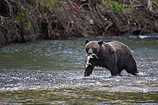 大灰熊,棕熊,雌性,新鲜,抓住,粉色,三文鱼,沿岸,不列颠哥伦比亚省,加拿大