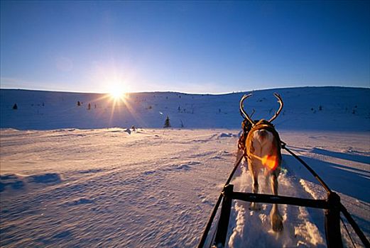 驯鹿,雪橇,拉普兰,瑞典