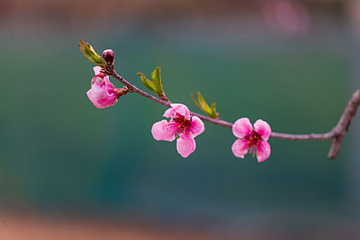 桃花