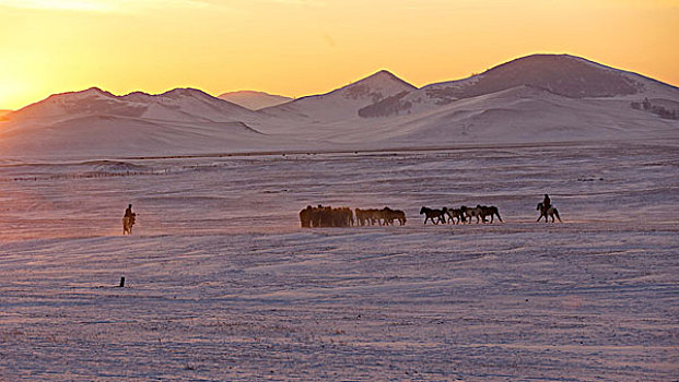 晨光雪地中奔跑的马群