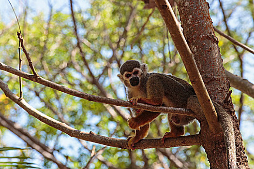 南美,法属圭亚那,松鼠猴,餐食,树上