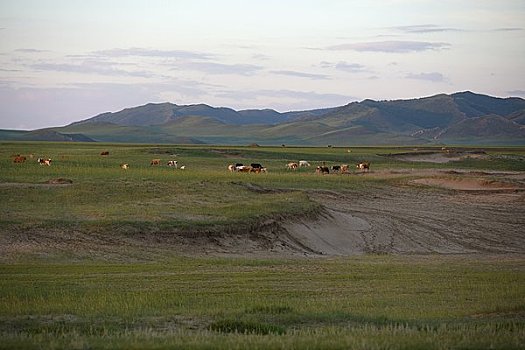 牛,放牧,沙丘,内蒙古,中国