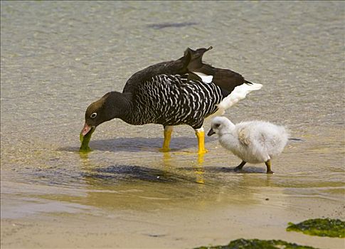 海藻,鹅,女性,幼禽,觅食,福克兰群岛