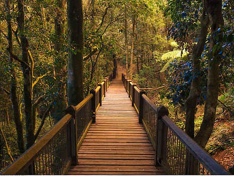 木板路,国家公园,新南威尔士,澳大利亚