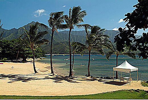 海滩,棕榈树,普林斯维尔,考艾岛,夏威夷,美国