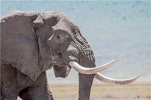 大象,雄性动物,獠牙