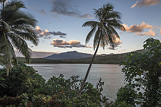 棕榈树,港口,决心,湾,岛屿,瓦努阿图,大洋洲