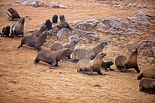 毛海狮,生物群,克罗斯角,纳米比亚