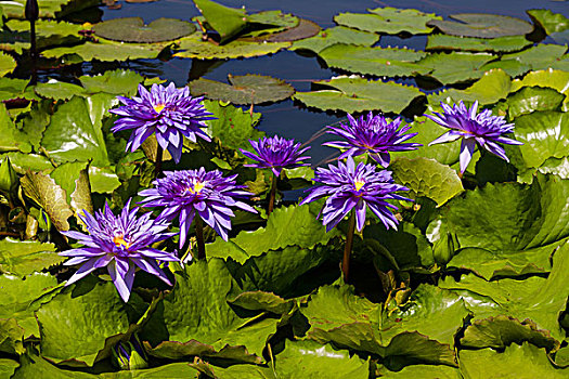 紫色,莲花,莲属,泰国,亚洲
