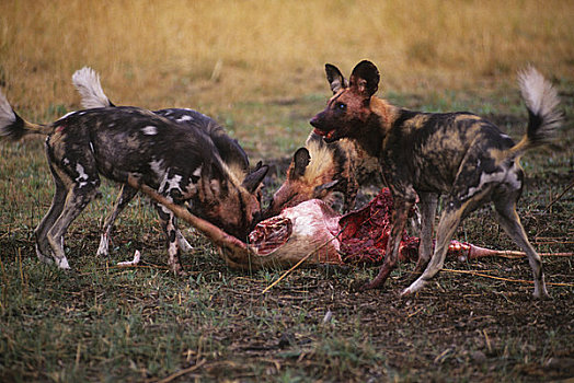 博茨瓦纳,奥卡万戈三角洲,岛屿,非洲猎犬,黑斑羚,杀