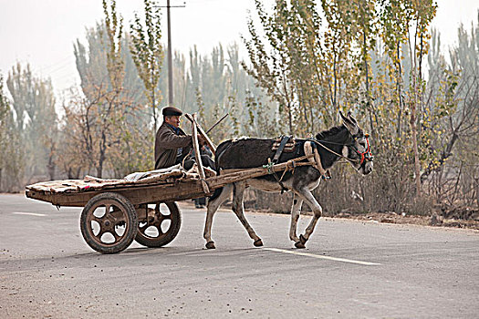 维吾尔,男人,驴,手推车,乡村,新疆,中国