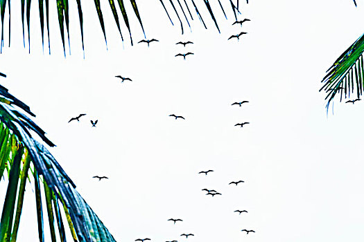 成群,剪影,鸟,飞翔,上方,伊帕内玛海滩,里约热内卢,巴西