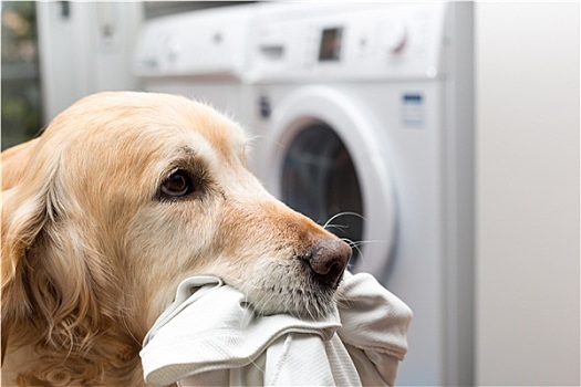 金毛猎犬,洗衣服