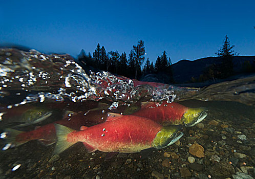 红大马哈鱼,红鲑鱼,一对,游泳,迅速,产卵,亚当斯河,省立公园,不列颠哥伦比亚省,加拿大