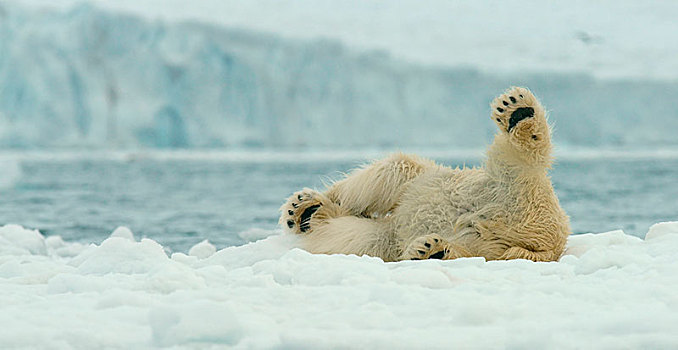 北极熊,雪地,斯瓦尔巴特群岛,挪威,北极,欧洲