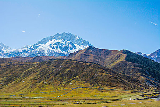 祁连山山麓亚洲最大的半野生鹿基地