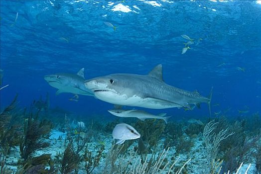 虎鲨,一对,巴哈马,加勒比海